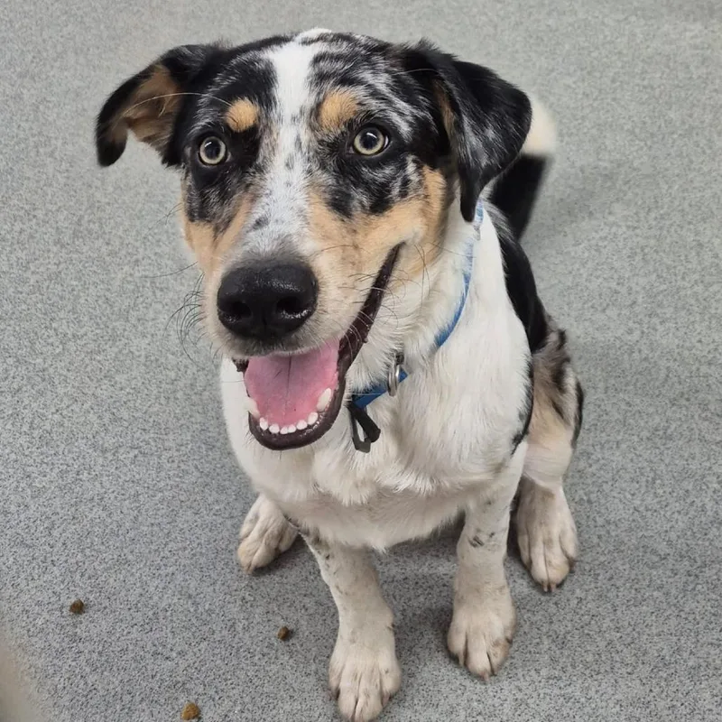 An adult medium-sized male Australian Shepherd dog named Xander for adoption in Kingman, KS