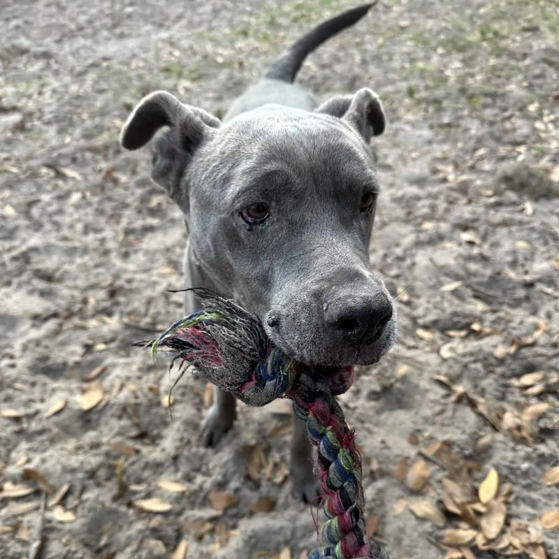 Honey Pie thumbnail 2