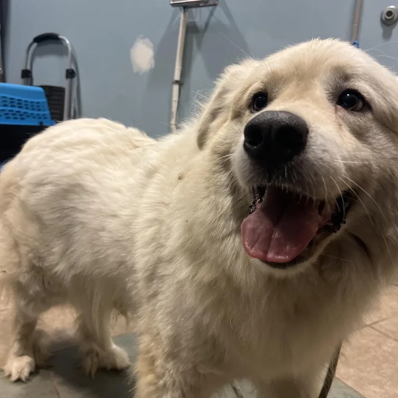 An adult medium-sized female White / Cream Mixed Breed dog named Nina for adoption in Chattanooga, TN