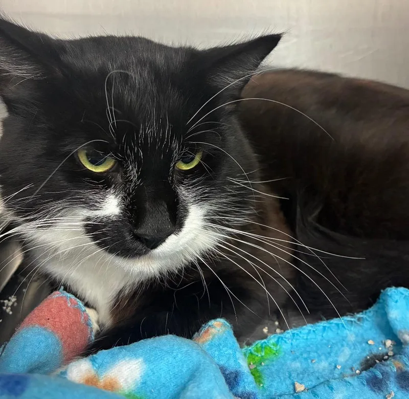 An adult medium-sized male Domestic Short Hair cat named Remy for adoption in Hartsville, SC
