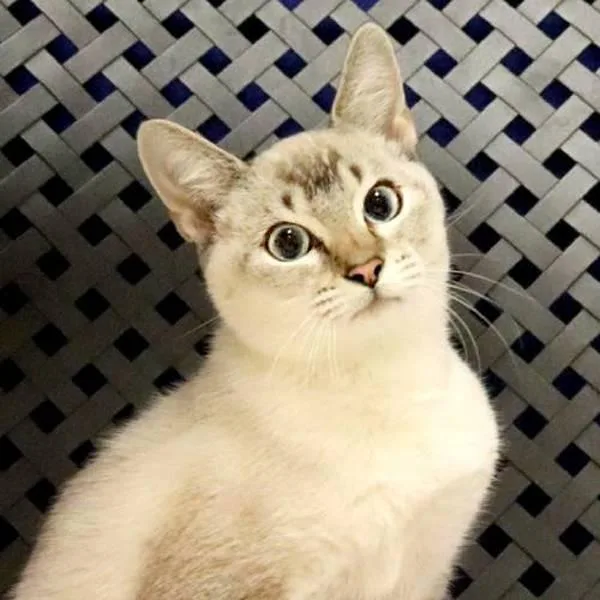 A baby small-sized male Siamese cat named Finn for adoption in Midland, TX