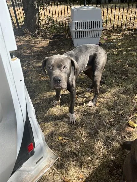 An adult medium-sized male American Staffordshire Terrier dog named Rocket for adoption in Oklahoma City, OK