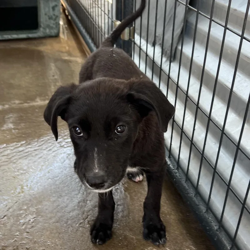 A baby small-sized female Black Mixed Breed dog named Contour for adoption in Moab, UT