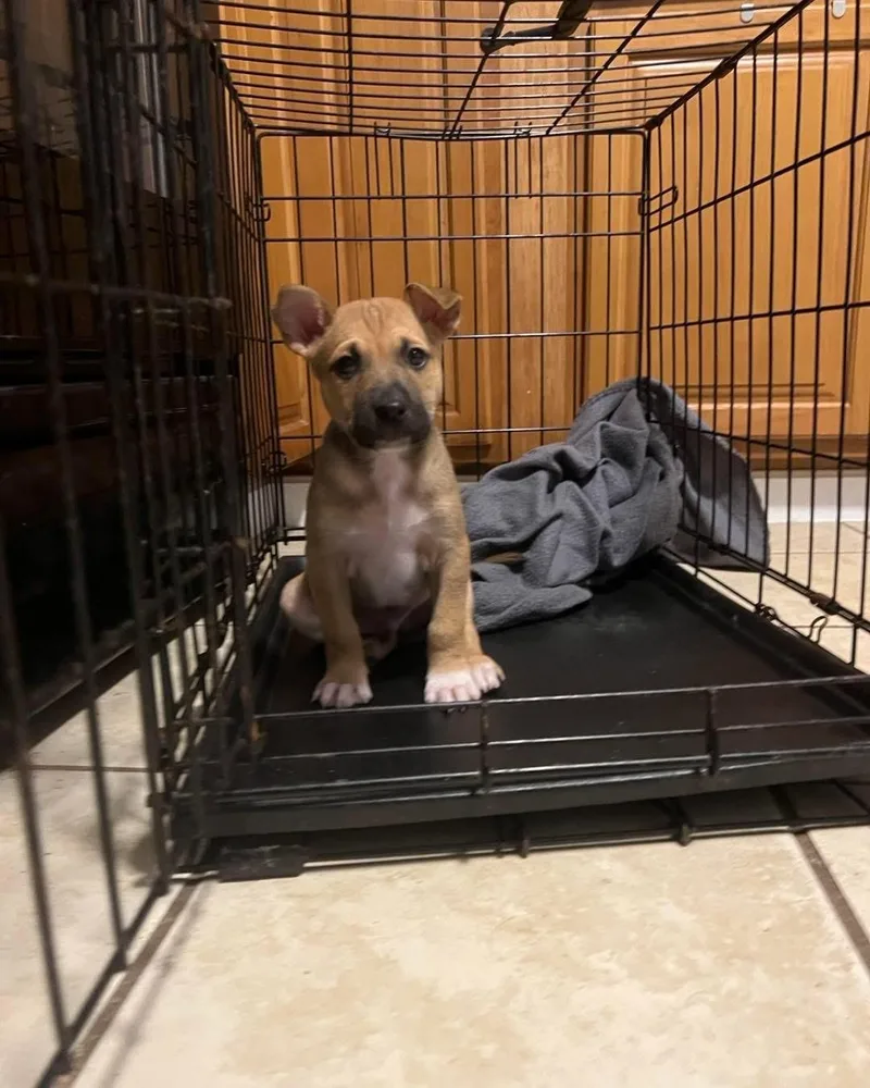 A baby medium-sized male Pit Bull Terrier dog named Garth for adoption in Youngstown, OH