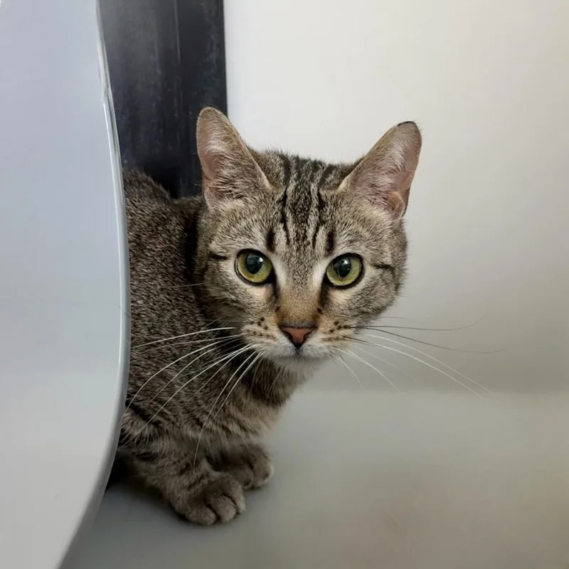 A young small-sized female Domestic Short Hair cat named Sub for adoption in State College, PA