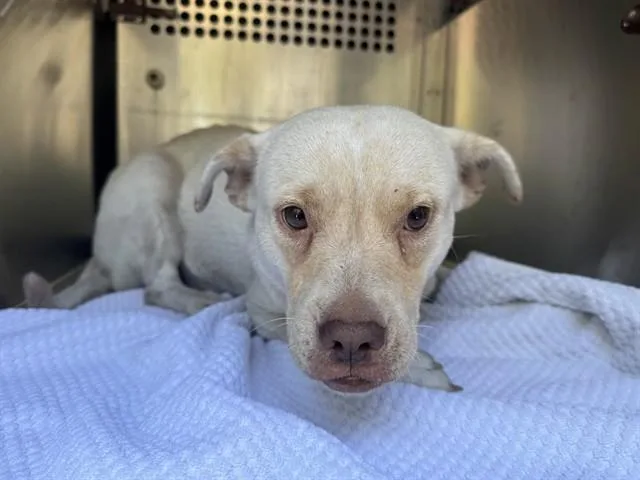 A young small-sized female Pit Bull Terrier dog named Peggy for adoption in Garland, TX