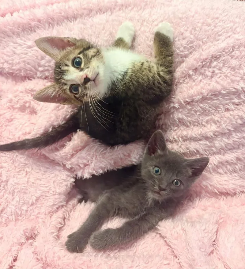 A baby small-sized male Tabby cat named Chitty Chitty for adoption in Nacogdoches, TX