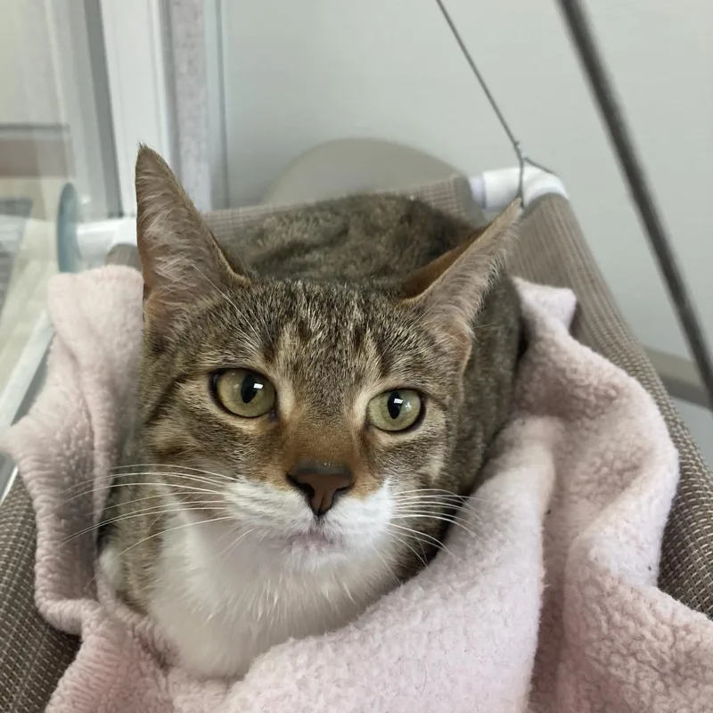 Chitters thumbnail 2