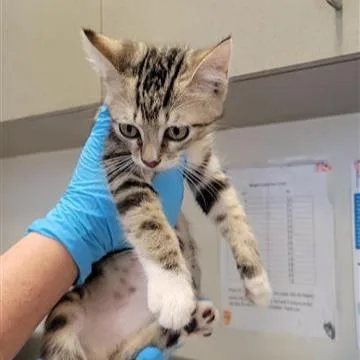 A baby small-sized male Domestic Short Hair cat named A for adoption in San Antonio, TX