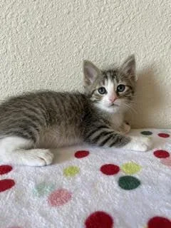 A baby small-sized female Domestic Short Hair cat named Lena for adoption in Divide, CO