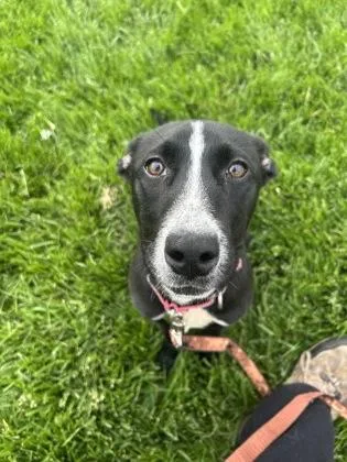A young small-sized female Black Mixed Breed dog named Tunie for adoption in Kansas City, MO