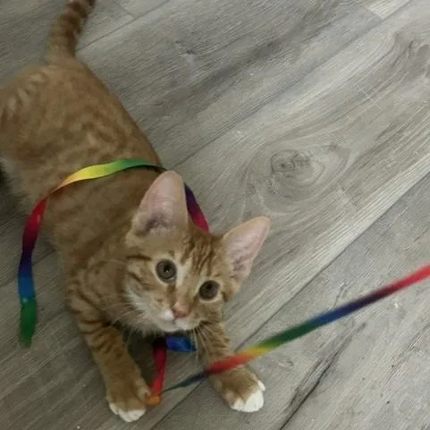 A baby medium-sized male Domestic Short Hair cat named Fanta for adoption in Youngsville, NC