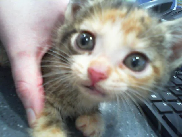 A baby small-sized female Domestic Short Hair cat named Molly for adoption in Charlotte, NC