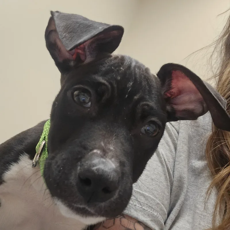 Ellie thumbnail 3