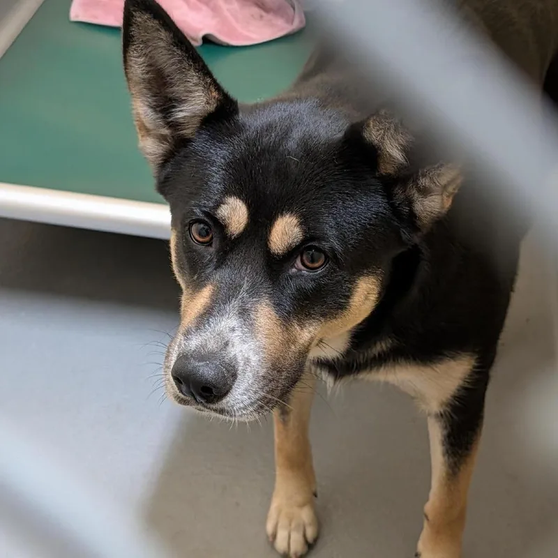 An adult large-sized female Black Mixed Breed dog named Zeena for adoption in Tacoma, WA