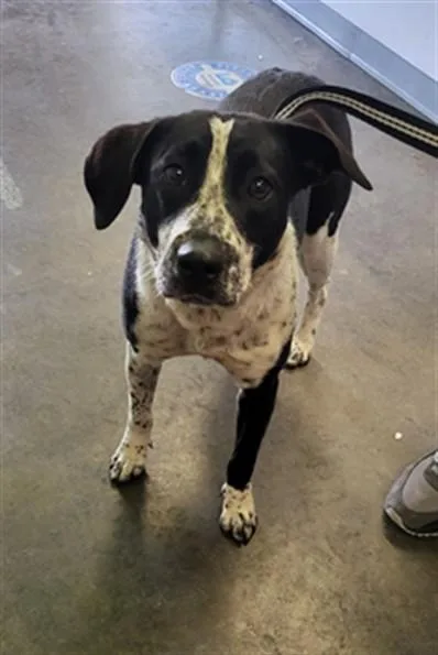 A young medium-sized female Pointer dog named Sydney for adoption in Los Angeles, CA