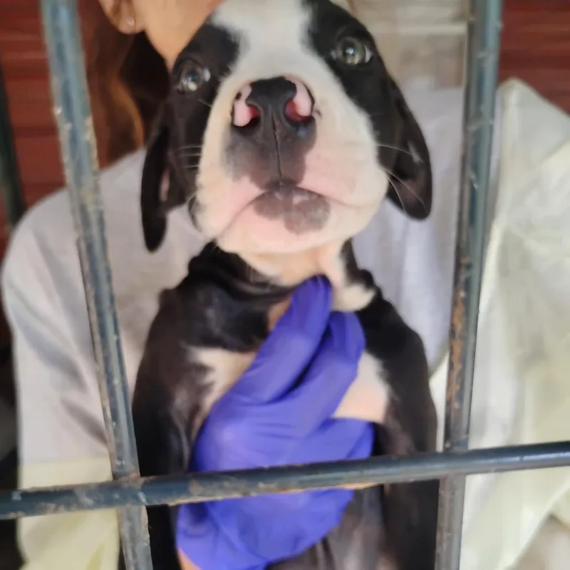 A baby small-sized female Pit Bull Terrier dog named Rogue for adoption in Dover, AR