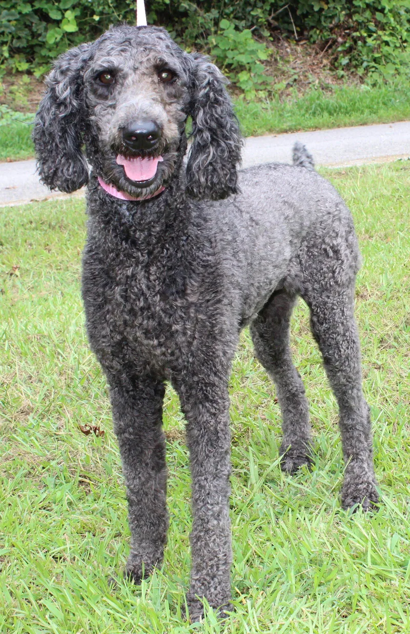 An adult medium-sized female Poodle dog named Lady Grey for adoption in Prattville, AL
