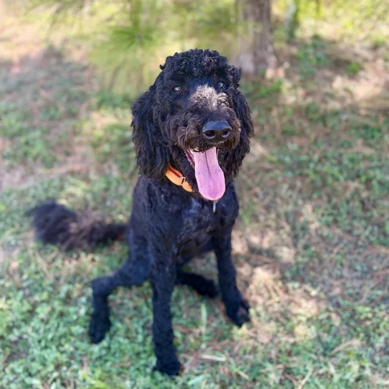 Bruce