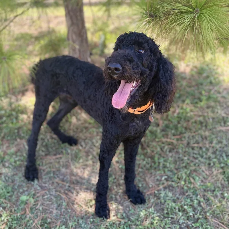 Bruce thumbnail 4