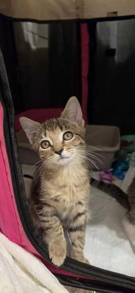 A baby small-sized female Tabby (Brown / Chocolate) Tabby cat named Jade for adoption in Virginia Beach, VA