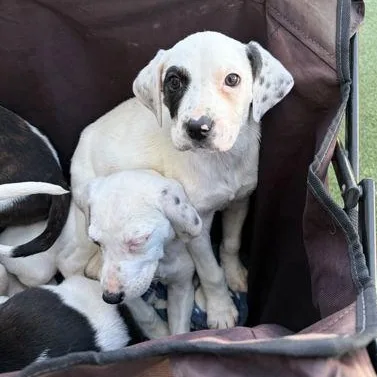 A baby medium-sized female White / Cream Treeing Walker Coonhound dog named Myrtle for adoption in Fernandina Beach, FL