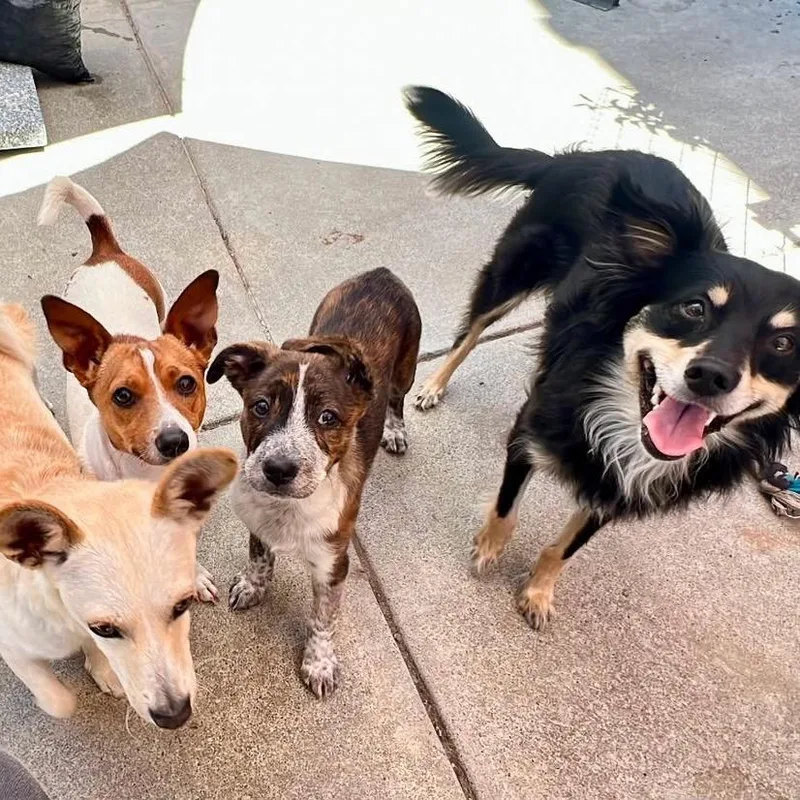 A baby medium-sized female Brown / Chocolate Cattle Dog dog named Layla for adoption in San Francisco, CA