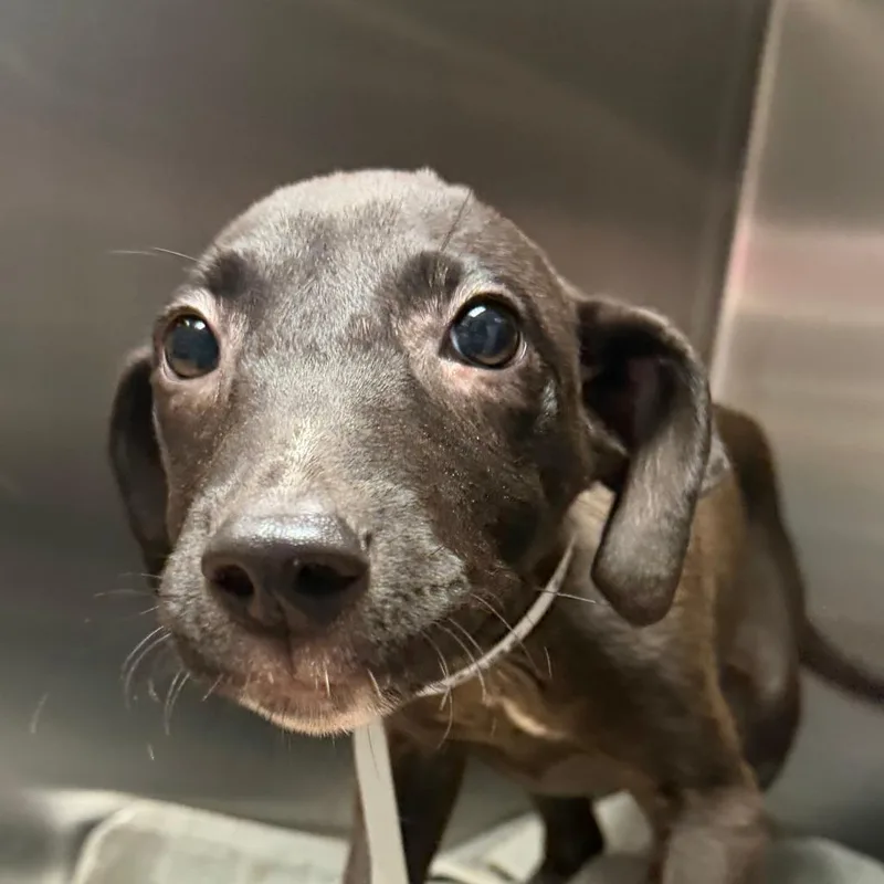 A baby medium-sized male Black Mixed Breed dog named Onyx for adoption in Springboro, OH