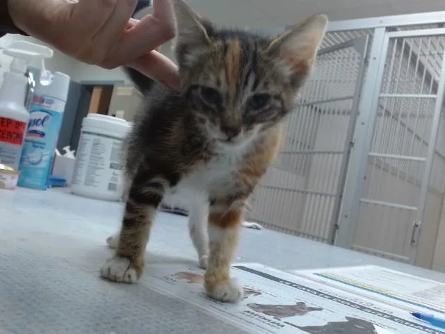 A baby small-sized female Domestic Short Hair cat named Speedy for adoption in Salinas, CA