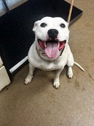 An adult medium-sized female Mixed Breed dog named Ribbon for adoption in Chamblee, GA