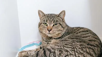 An adult large-sized male Domestic Short Hair cat named Odie Fka Odessa for adoption in West Chester, PA