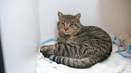 Odie Fka Odessa thumbnail 2