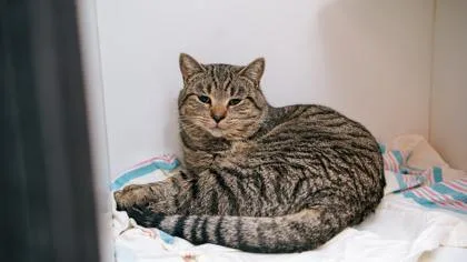 Odie Fka Odessa thumbnail 3