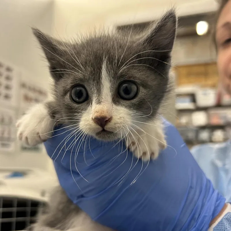 A baby small-sized male Lilac Point Domestic Medium Hair cat named Grim for adoption in Park City, UT