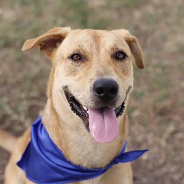A young large-sized male Golden Retriever dog named Ranger for adoption in San Antonio, TX