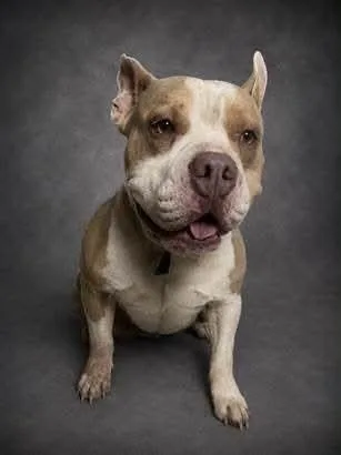 An adult medium-sized female Tricolor (Brown, Black, & White) American Bulldog dog named Hash Brown for adoption in Lakeland, FL