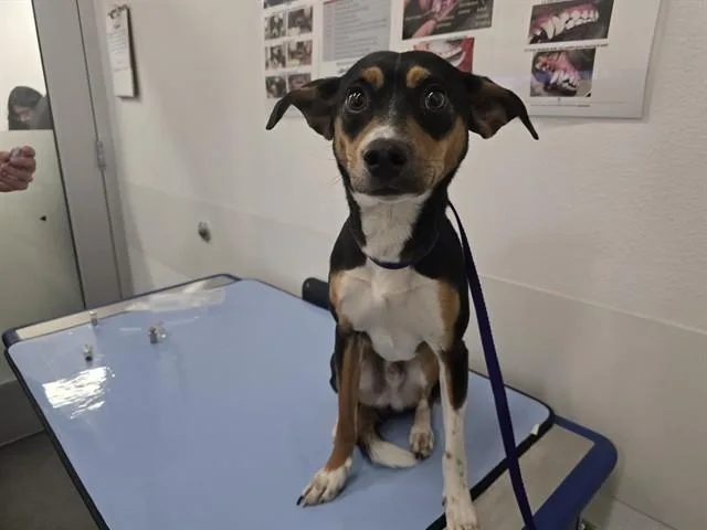 A young small-sized male Chihuahua dog named Wilson for adoption in Mesa, AZ