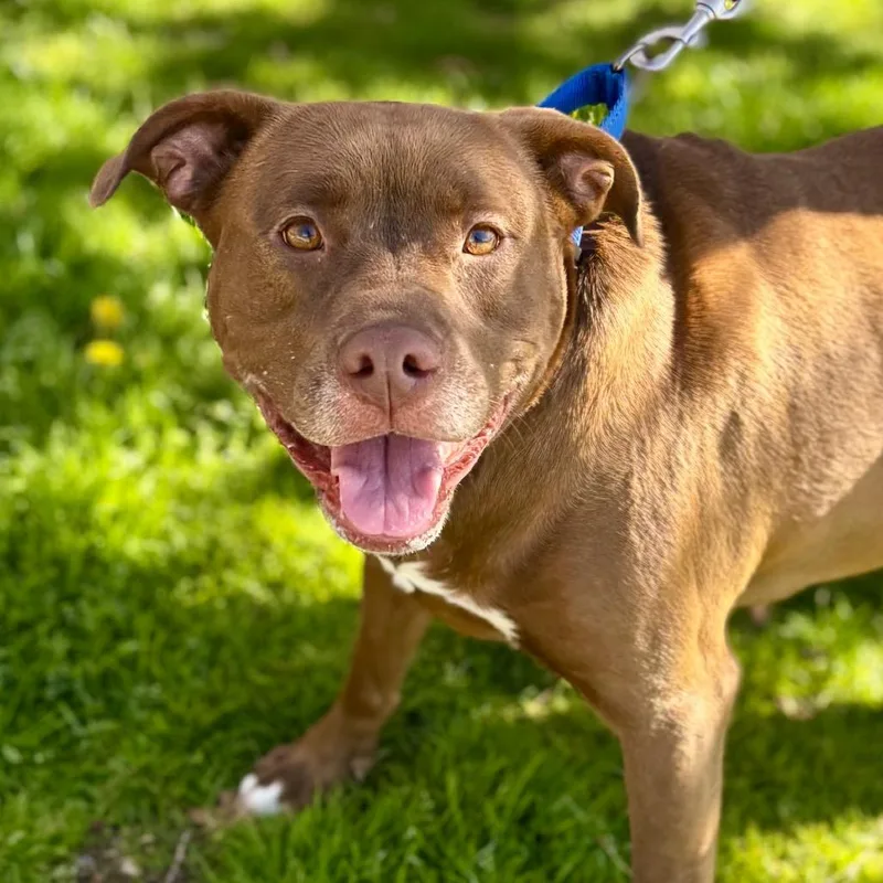 An adult large-sized female Brown / Chocolate Mixed Breed dog named Baby Girl for adoption in Hampton Bays, NY