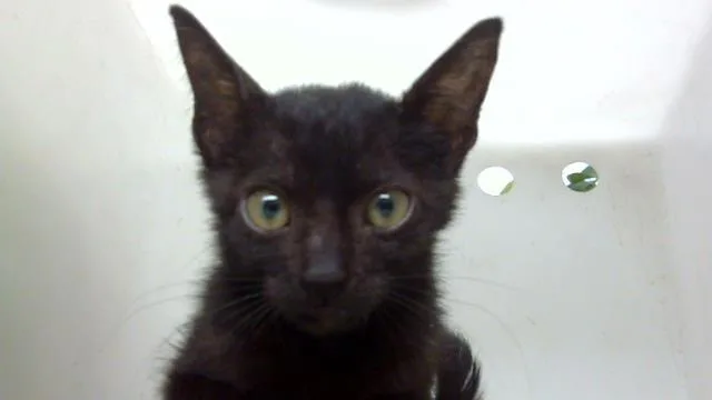 Sylvester