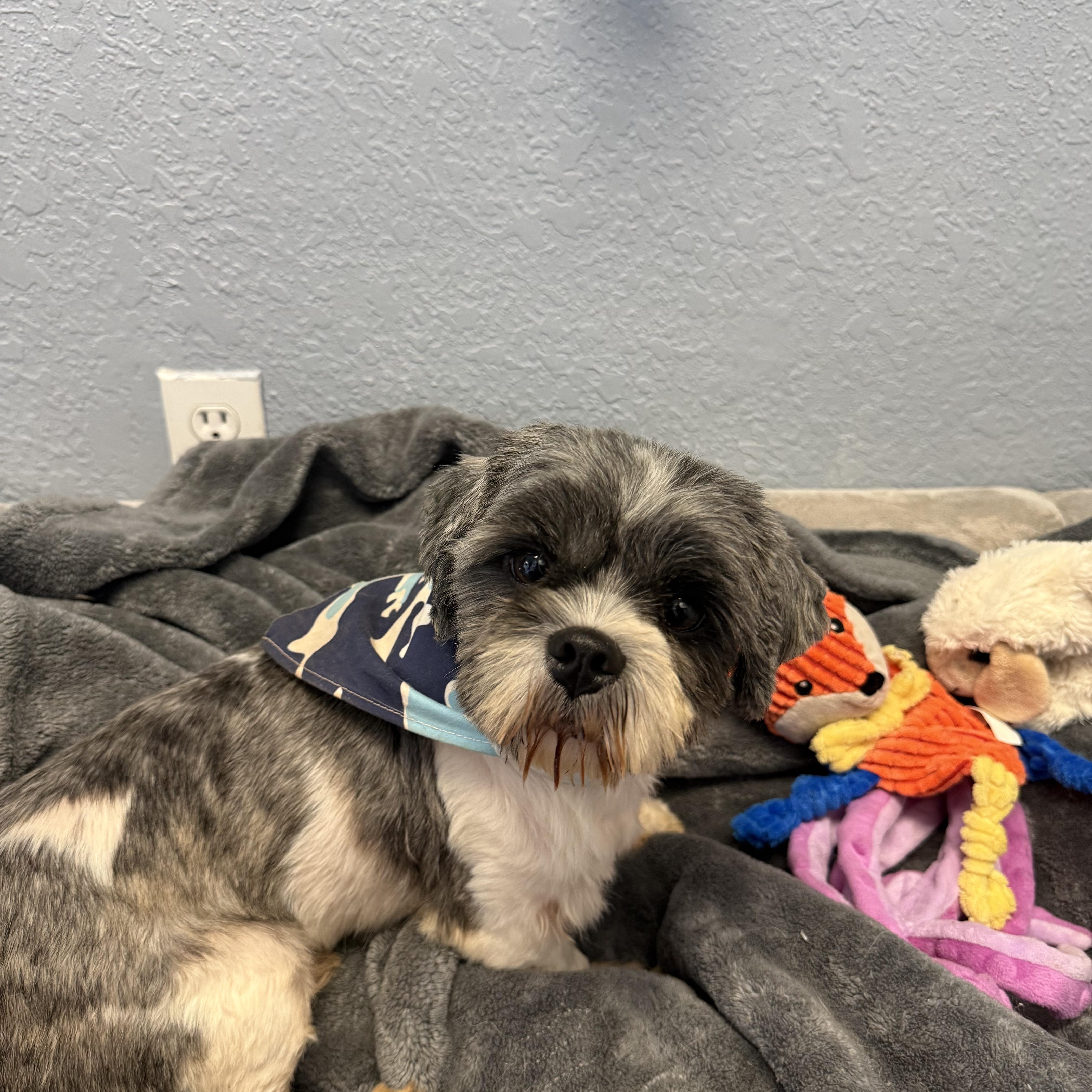 An adult small-sized male Gray / Blue / Silver Shih Tzu dog named Murray Woo for adoption in Oklahoma City, OK