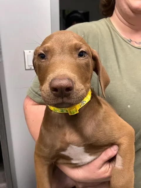 A baby medium-sized male Mixed Breed dog named Hemmingway for adoption in Mustang, OK