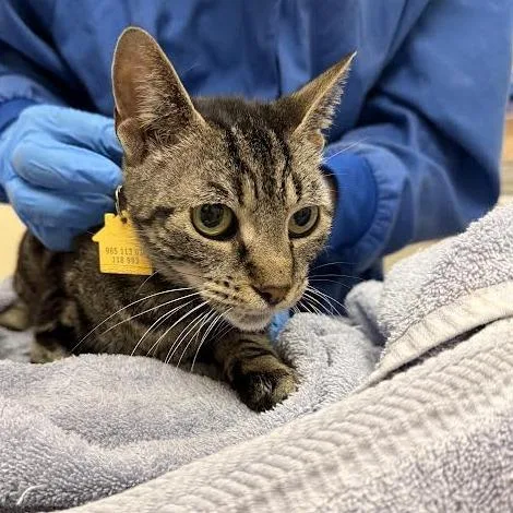 A young medium-sized female Gray / Blue / Silver Domestic Short Hair cat named Cartwheel for adoption in Springfield, MA