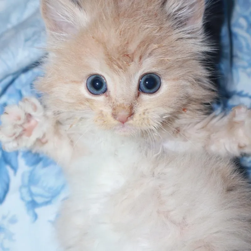 A baby small-sized female Buff / Tan / Fawn Domestic Long Hair cat named Slim Jim for adoption in Enfield, NH