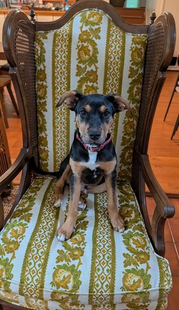 A baby large-sized male Brown / Chocolate Mixed Breed dog named Espresso for adoption in Lansing, MI