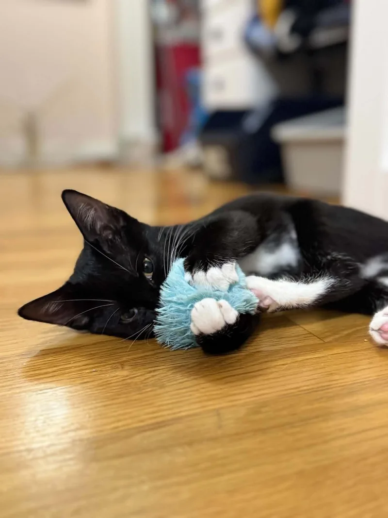 A baby medium-sized female Black & White / Tuxedo Domestic Short Hair cat named Cayenne AND Sesame for adoption in Gonic, NH