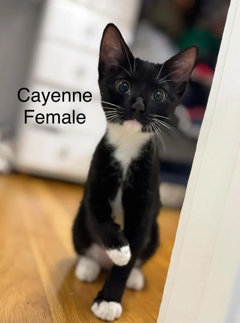 Cayenne AND Sesame thumbnail 2