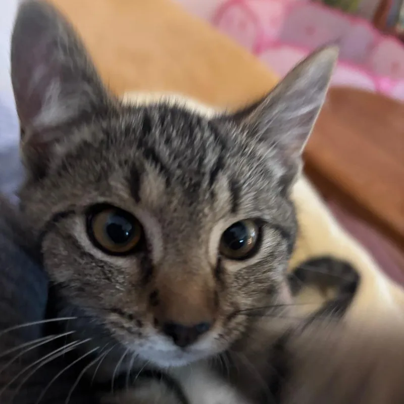 A baby small-sized male Brown / Chocolate Domestic Short Hair cat named Gimli for adoption in Harrisonburg, VA