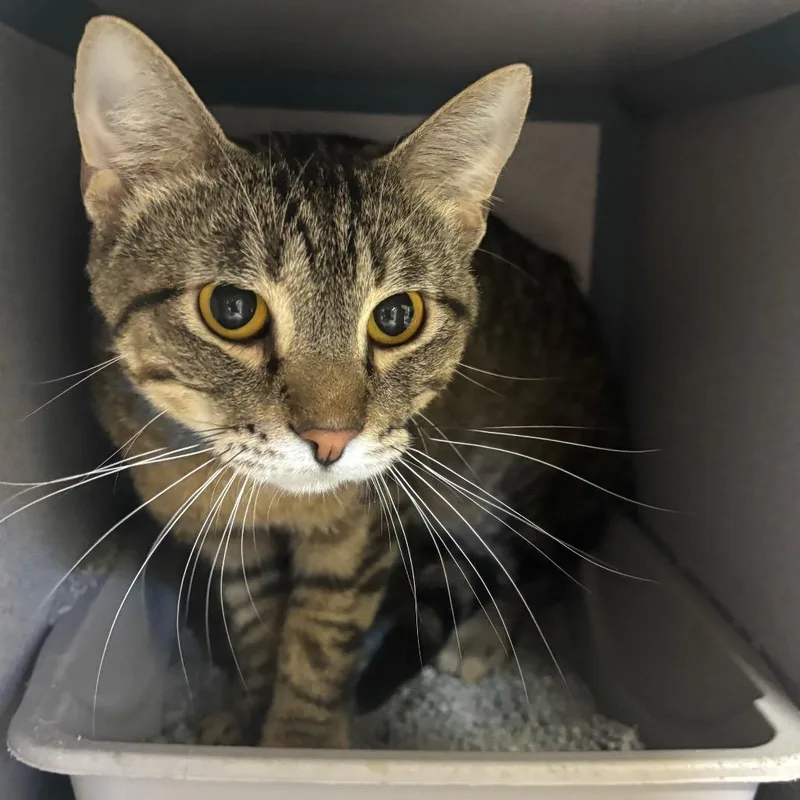 A young medium-sized male Black Domestic Short Hair cat named Paul for adoption in Marshalltown, IA