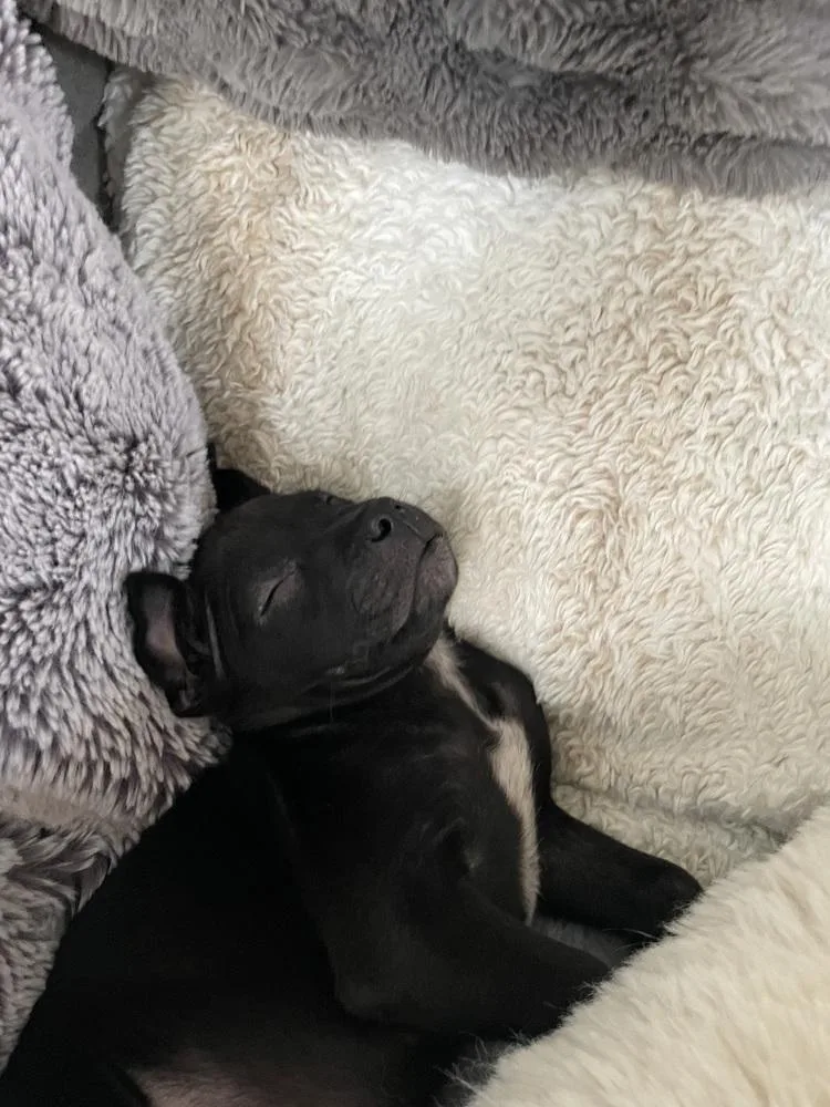 Genevieve thumbnail 2