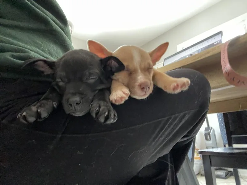 Genevieve thumbnail 3